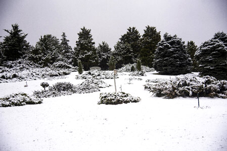 Snowy landscape with trees on a hill in Arboretum