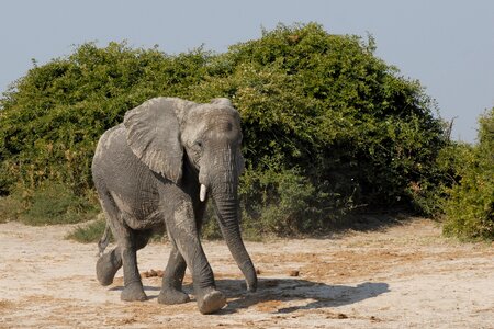 Elephant savuti botswana photo