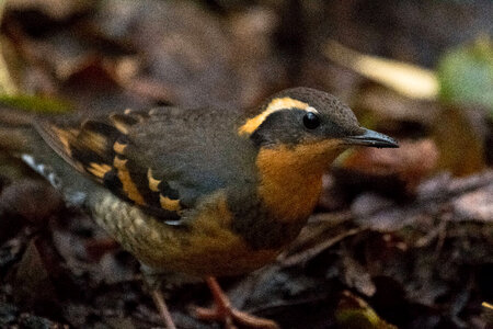 Varied Thrush