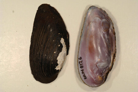 Elliptio dilatata-2