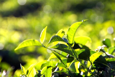 Tea plantation india cultivation terraces photo