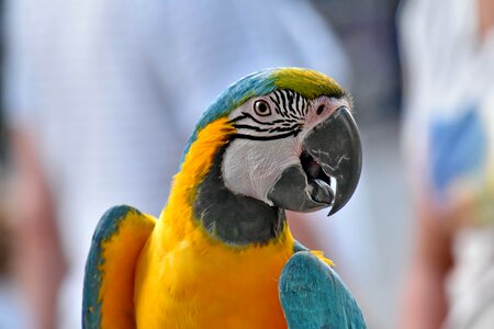 Beak colorful eye