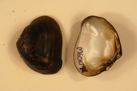 Epioblasma penita-3