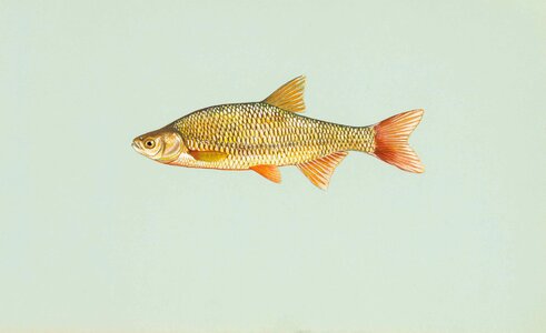 Black Eye fish golden shine