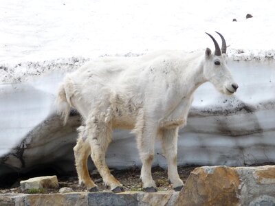 Scenic scenery mountain goat