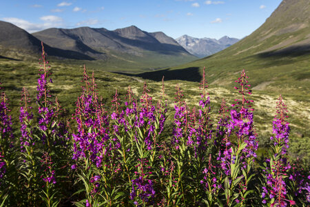 Wildflowers of Bremner Alaska photo