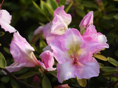 Azalea pink flowers photo