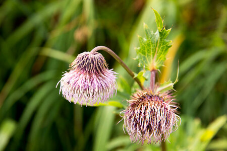 Kamchatka thistle, Attu