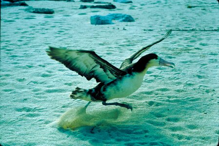 Albatross photo
