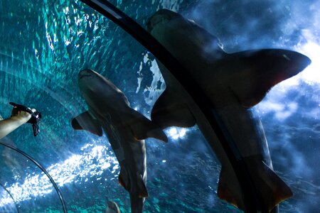 Hai fish tunnel underwater photo