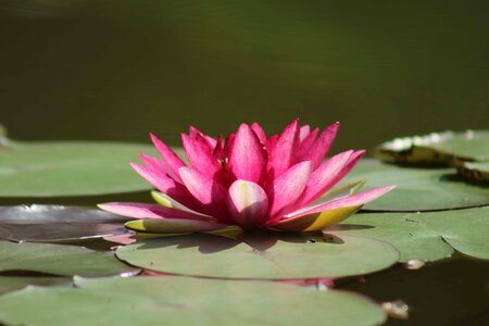 Aquatic beautiful beautiful flowers