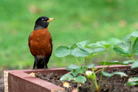 Robin standing on the garden photo