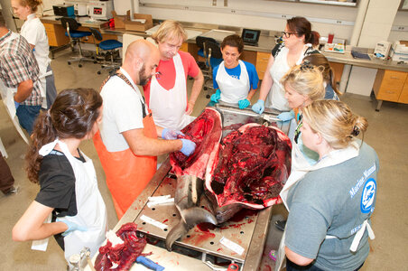 Marine Mammal Stranding Course at NCTC-4