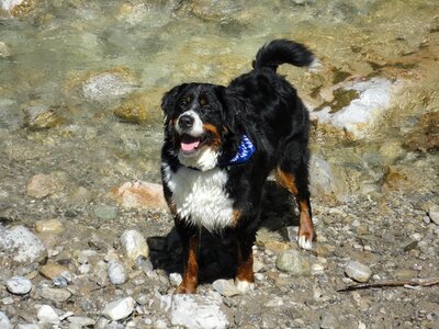 Dog bitch berner sennen dog photo