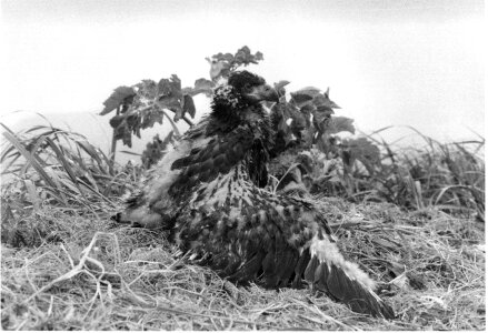 Immature Bald eagle in nest photo