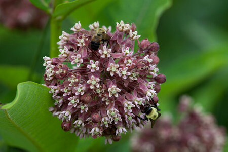 Common Milkweed