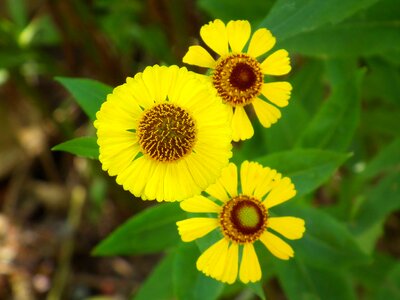 Rudbeckia yellow summer photo