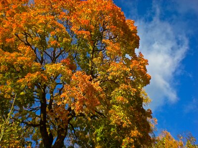 Yellow leaves blue sky sweden photo