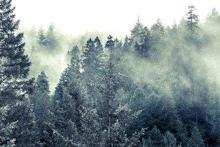 Cold conifer evergreen photo
