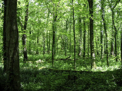 Forest at Otter Creek Outdoor Recreation Area, Kentucky