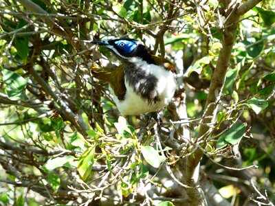 Australia entomyzon cyanotis songbird