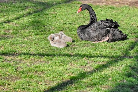 Black aquatic bird grass