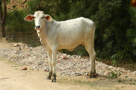 Animal humped livestock photo