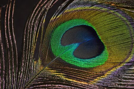 Peacock peacock's tail feathers