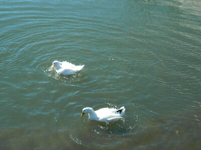 Ducks in Water photo