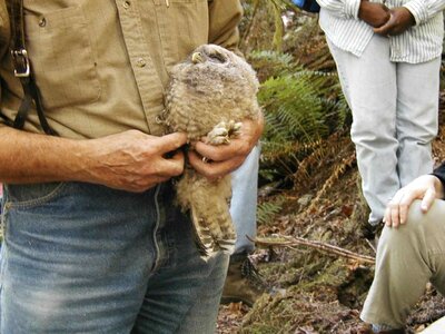 Spotted Owl  