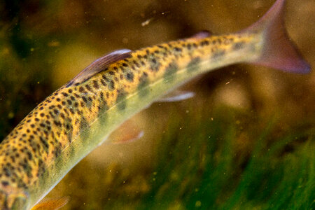 Juvenile Rainbow trout-2 photo