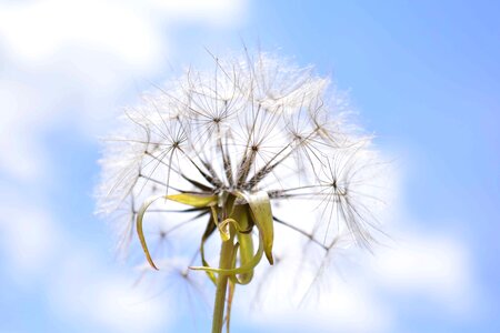 Beautiful Flowers blossom dandelion