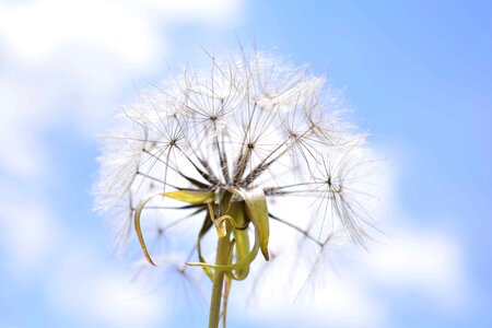 Beautiful Flowers blossom dandelion photo