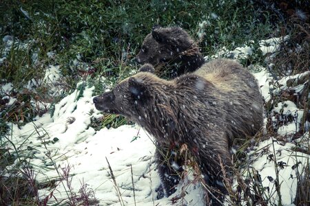 Animal bear bears