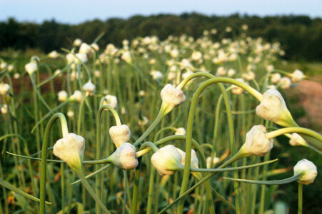 Garlic Flower Buds photo
