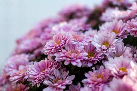 Beautiful Photo botanical bouquet