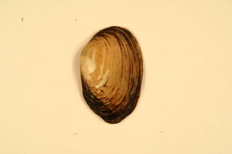 Villosa trabalis (outside)