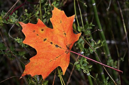 Autumn fall season photo