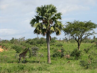 Wildlife mammal africa