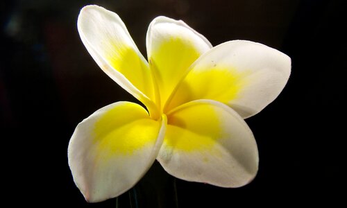 Blossom bloom white yellow photo