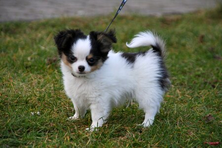 Dogs puppies chihuahua