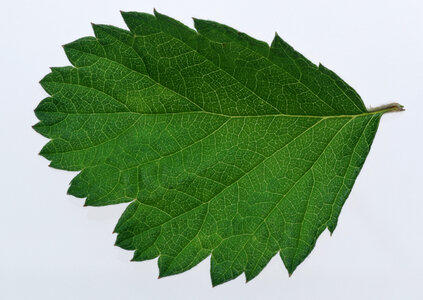 Single green fresh leaf