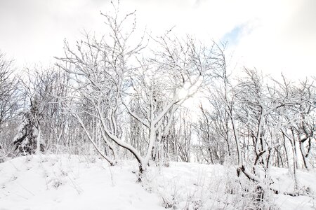 Trees white winter photo