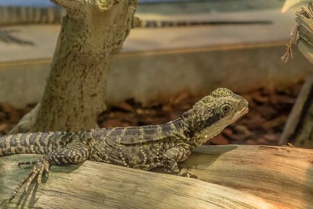 Reptile creature animal
