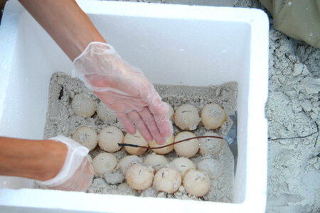 Sea Turtle egg relocation-4 photo