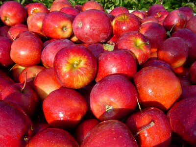 Fresh crop food regional