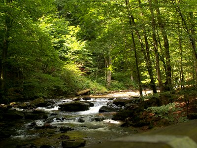 Austria landscape trees