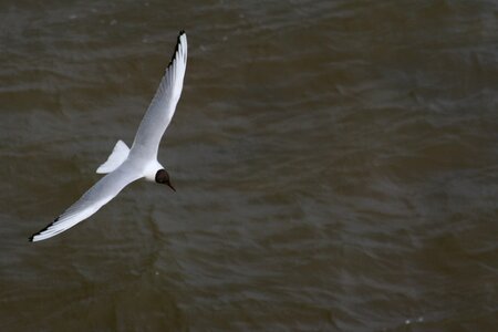 Flight sea southwold