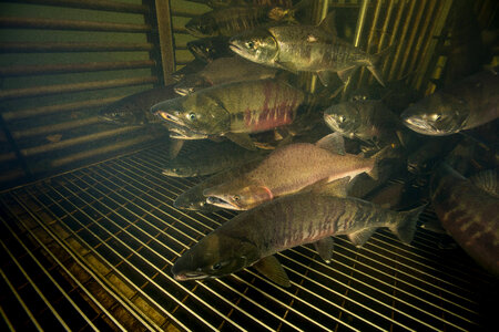 Salmon migrating through weir-2