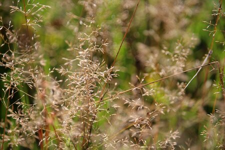 Grasses nature dry